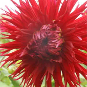 DALIA - HILLCREST DUNCAN EDWARDS