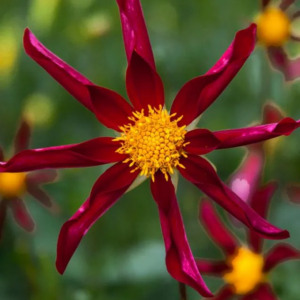 DALIA - HONKA DARK