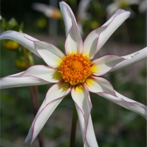 DALIA - HONKA FRAGILE