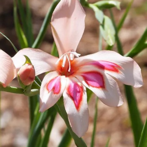 MIECZYK - IMPRESSIVE NANUS