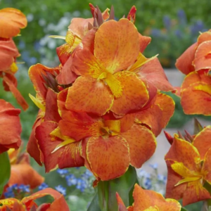 PACIORECZNIK - INGEBORG