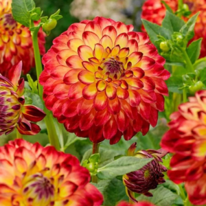 DALIA - JOWEY ARENDA