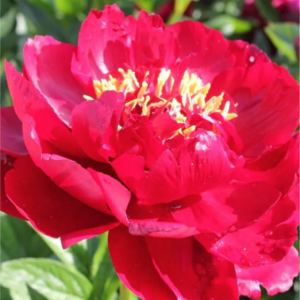 PIWONIA - JOYCE ELLE