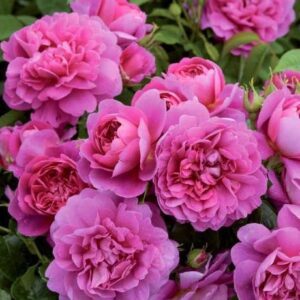 K207 Róża angielska KSIĘŻNA ANNA®