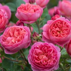 K208 Róża angielska Boscobel®