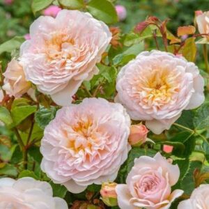 K210 Róża angielska EMILY BRONTË ®