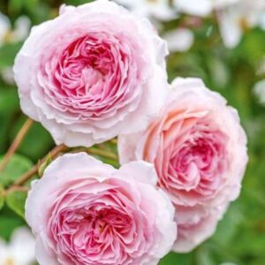 K211 Róża angielska JAMES GALWAY®