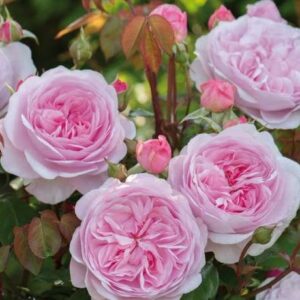 K212 Róża angielska OLIVIA ROSE AUSTIN®