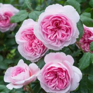 K213 Róża angielska ŻEGLARZ Z DAWNYCH LAT®