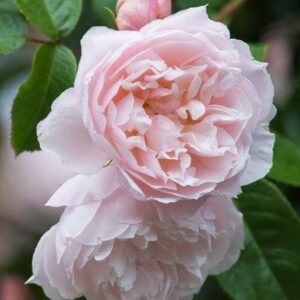 K214 Róża angielska HOJNY OGRODNIK®