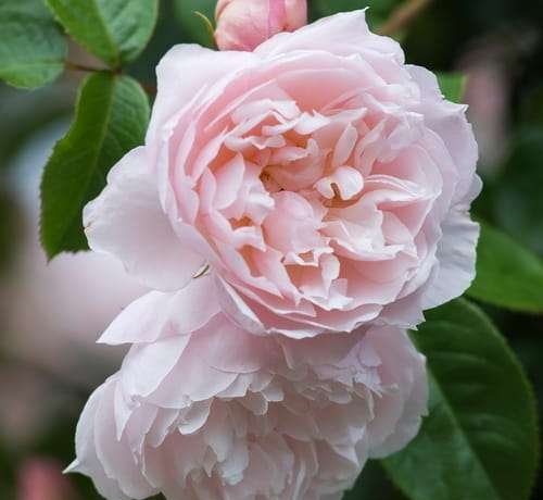 K214 Róża angielska HOJNY OGRODNIK®