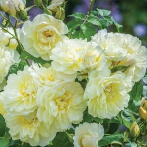 K216 Róża angielska IMOGEN®