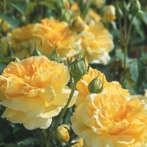 K218 Molineux® - Róża angielska