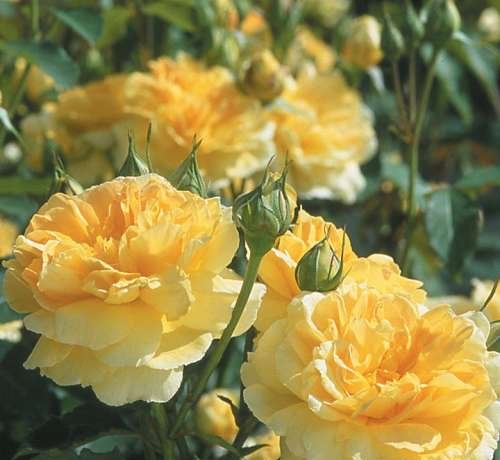 K218 Molineux® - Róża angielska