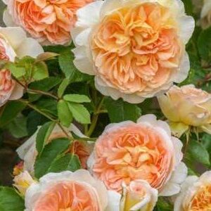 K219 Róża angielska BATHSHEBA®