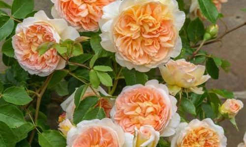 K219 Róża angielska BATHSHEBA®