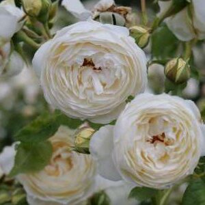 K220 Róża angielska CLAIRE AUSTIN®