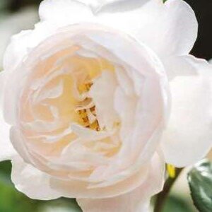 K221 Róża angielska DESDEMONA®