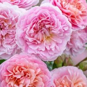 K222 Róża angielska Eustacia Vye®