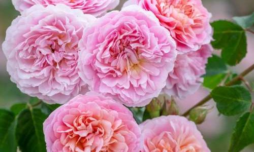 K222 Róża angielska Eustacia Vye®