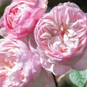 K223 Róża angielska delikatna Hermiona