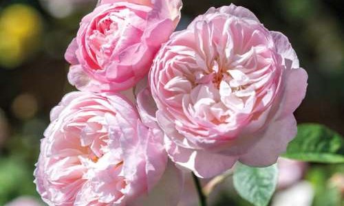 K223 Róża angielska delikatna Hermiona