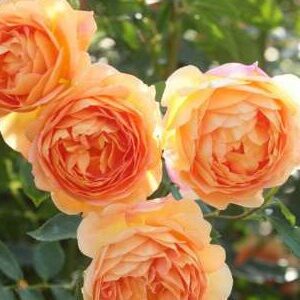 K224 Róża angielska PANI Z SHALOTT