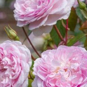 K225 Róża angielska SILAS MARNER