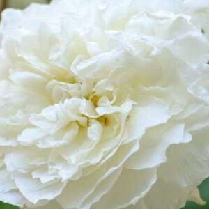 K226 Róża angielska SUSAN WILLIAMS-ELLIS®