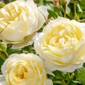 K227 Róża angielska VANESSA BELL®