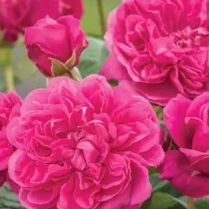 K228 Róża angielska JAMES L. AUSTIN®