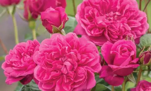 K228 Róża angielska JAMES L. AUSTIN®