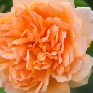 K229 Róża angielska DAME JUDI DENCH®