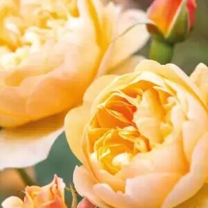 K231 Róża angielska Roald Dahl