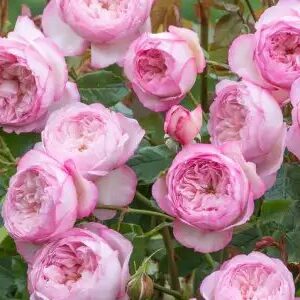 K232 Róża angielska MŁYN NAD STRUMIENIEM®