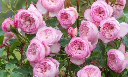 K232 Róża angielska MŁYN NAD STRUMIENIEM®