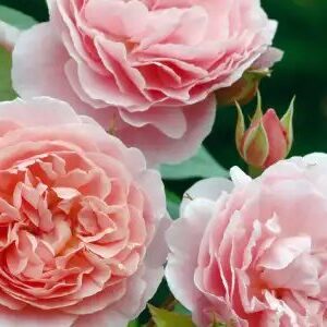 K233 Róża angielska STRAWBERRY HILL®