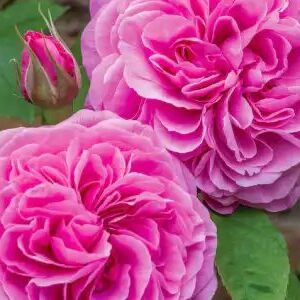 K234 Róża angielska GERTRUDE JEKYLL®