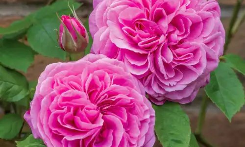 K234 Róża angielska GERTRUDE JEKYLL®