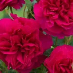 K235 Róża angielska THOMAS À BECKET®