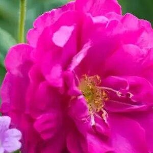 K236 Róża angielska WILD EDRIC®