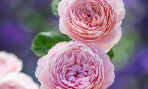 K237 Królowa Szwecji®