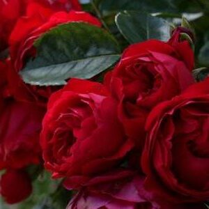 K238 Róża pnąca Florentina®