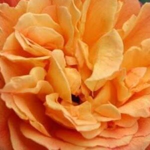 K239 Róża pnąca ALOHA®