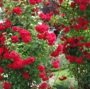 K240 Róża pnąca AMADEUS®