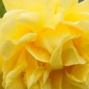 K241 Róża pnąca ZŁOTA BRAMA®