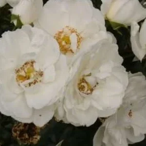 K242 Róża pnąca HELLA®