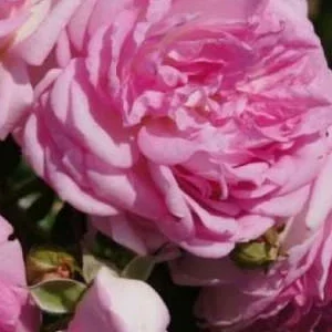 K243 Róża pnąca JASMINA®