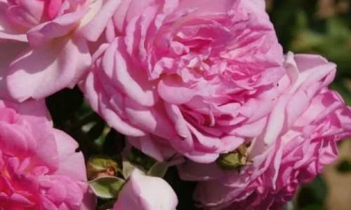 K243 Róża pnąca JASMINA®