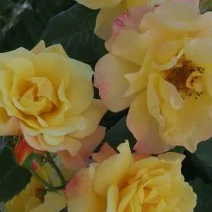 K244 Róża pnąca MOONLIGHT®